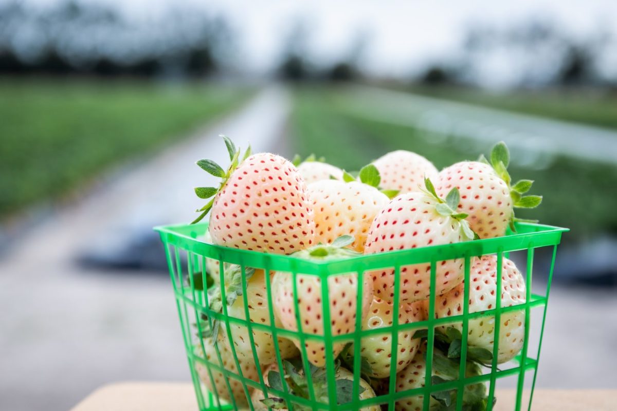Pineberry Enjoying Sweet Success In Florida Florida Ag Expo