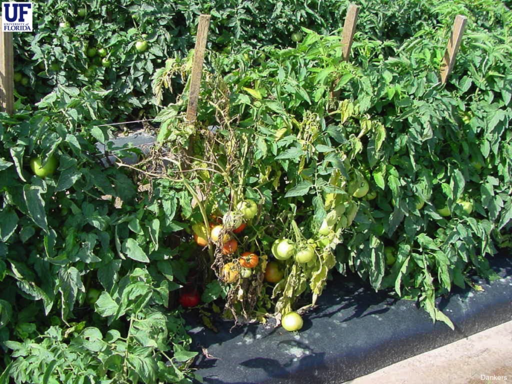 Featured image for “New Fusarium Wilt Race a Concern for Florida Tomatoes”