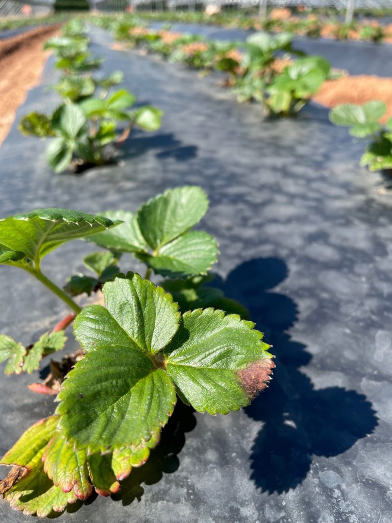 Featured image for “Better Watch Out: Neopestalotiopsis Still a Concern for Florida Strawberry Growers”