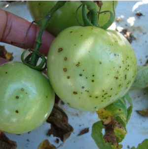 Featured image for “Target Spot in Tomato: Growers Can Be More Efficient With Fungicide Sprays”